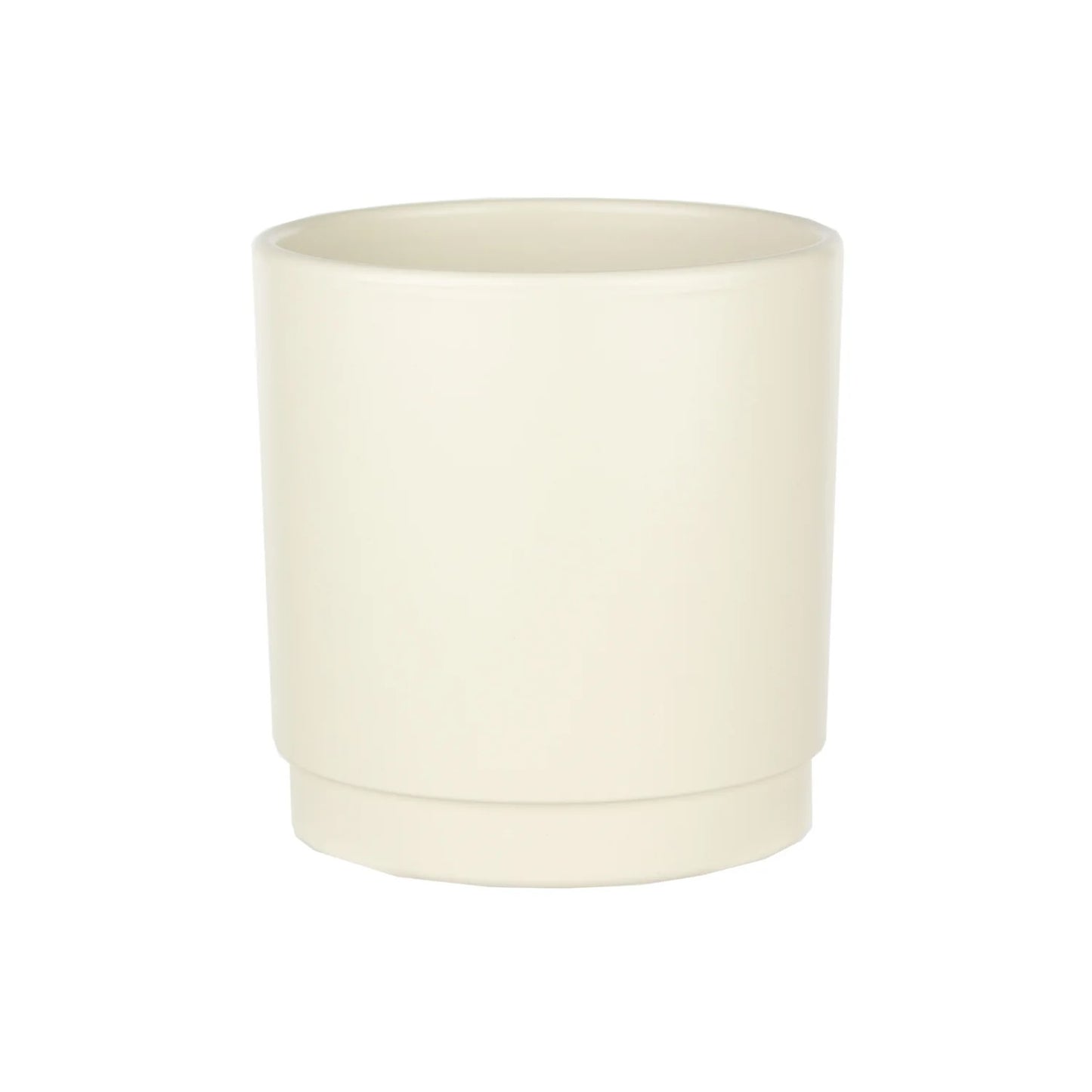 Lemon Cypress Plant - Off-White Creme Pot