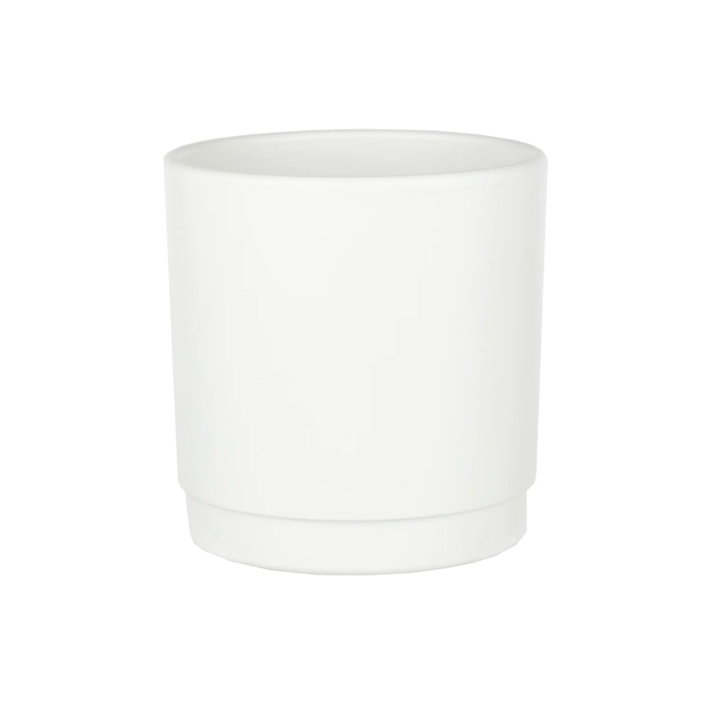 Lemon Cypress Plant - Bright White Pot