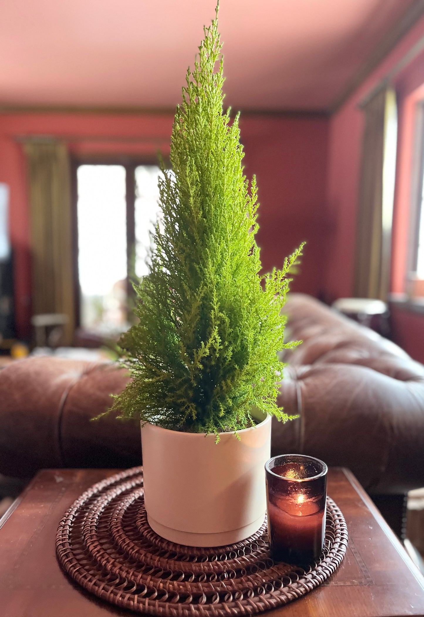 Lemon Cypress Plant - Off-White Creme Pot