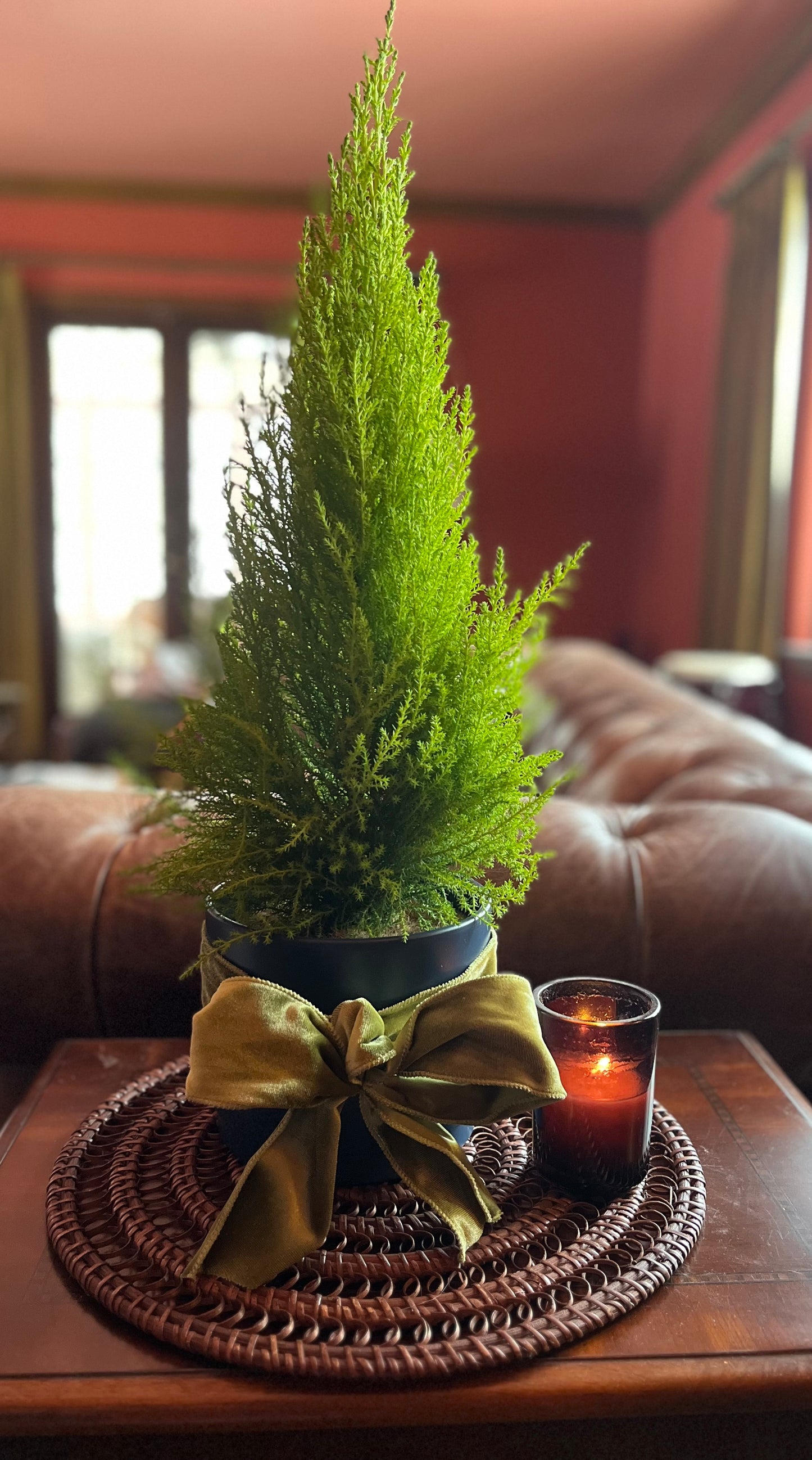 Lemon Cypress Plant - Midnight Blue Pot