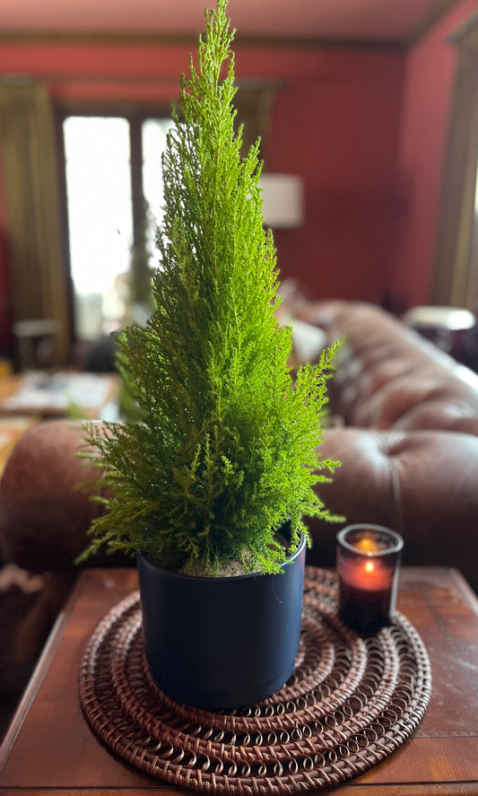 Lemon Cypress Plant - Midnight Blue Pot