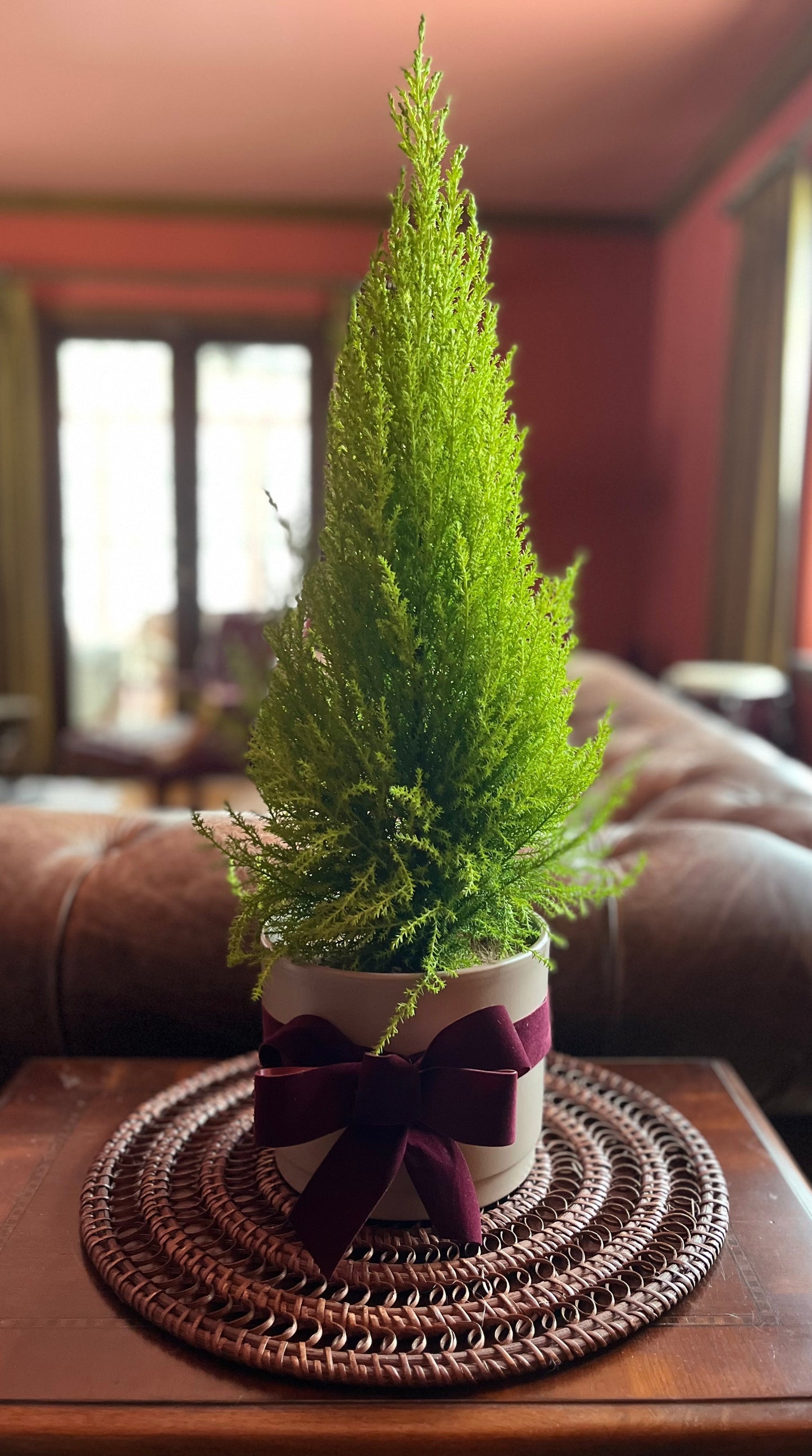 Lemon Cypress Plant - Light Grey Pot