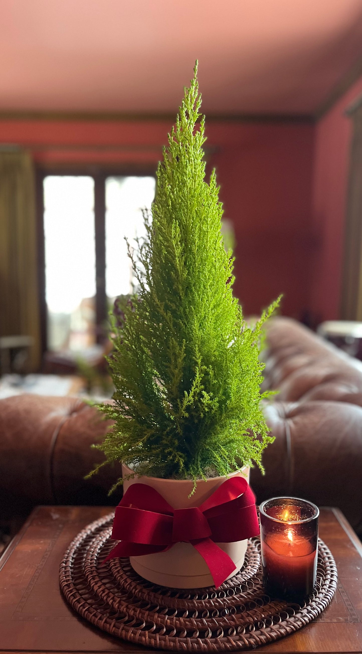 Lemon Cypress Plant - Blush Pot