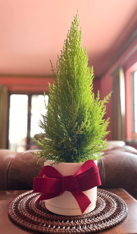 Lemon Cypress Plant - Bright White Pot