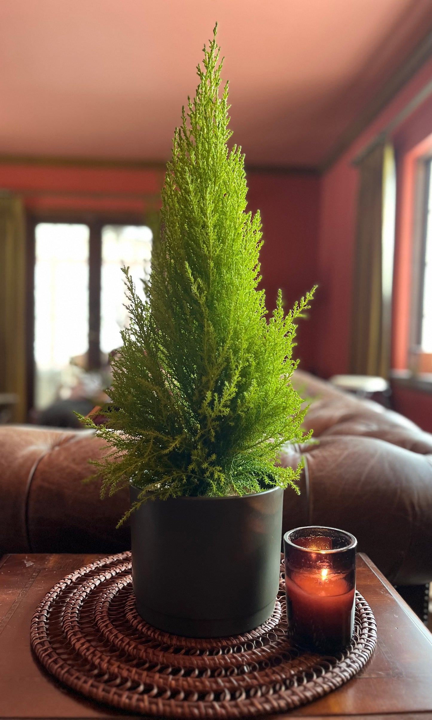 Lemon Cypress Plant - Slate Grey / Deep Olive Pot