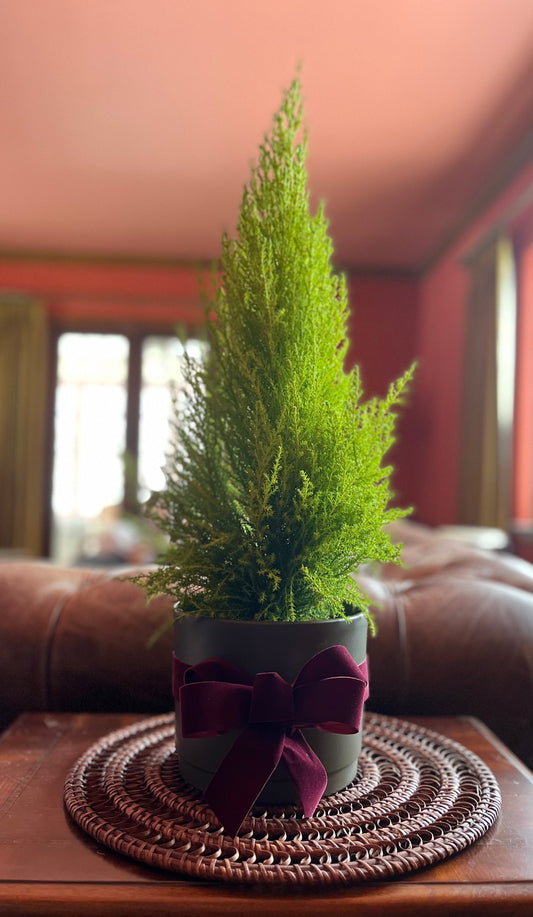 Lemon Cypress Plant - Slate Grey / Deep Olive Pot