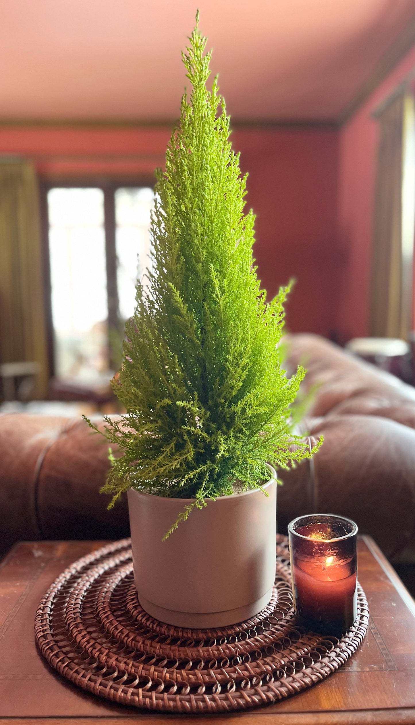 Lemon Cypress Plant - Light Grey Pot