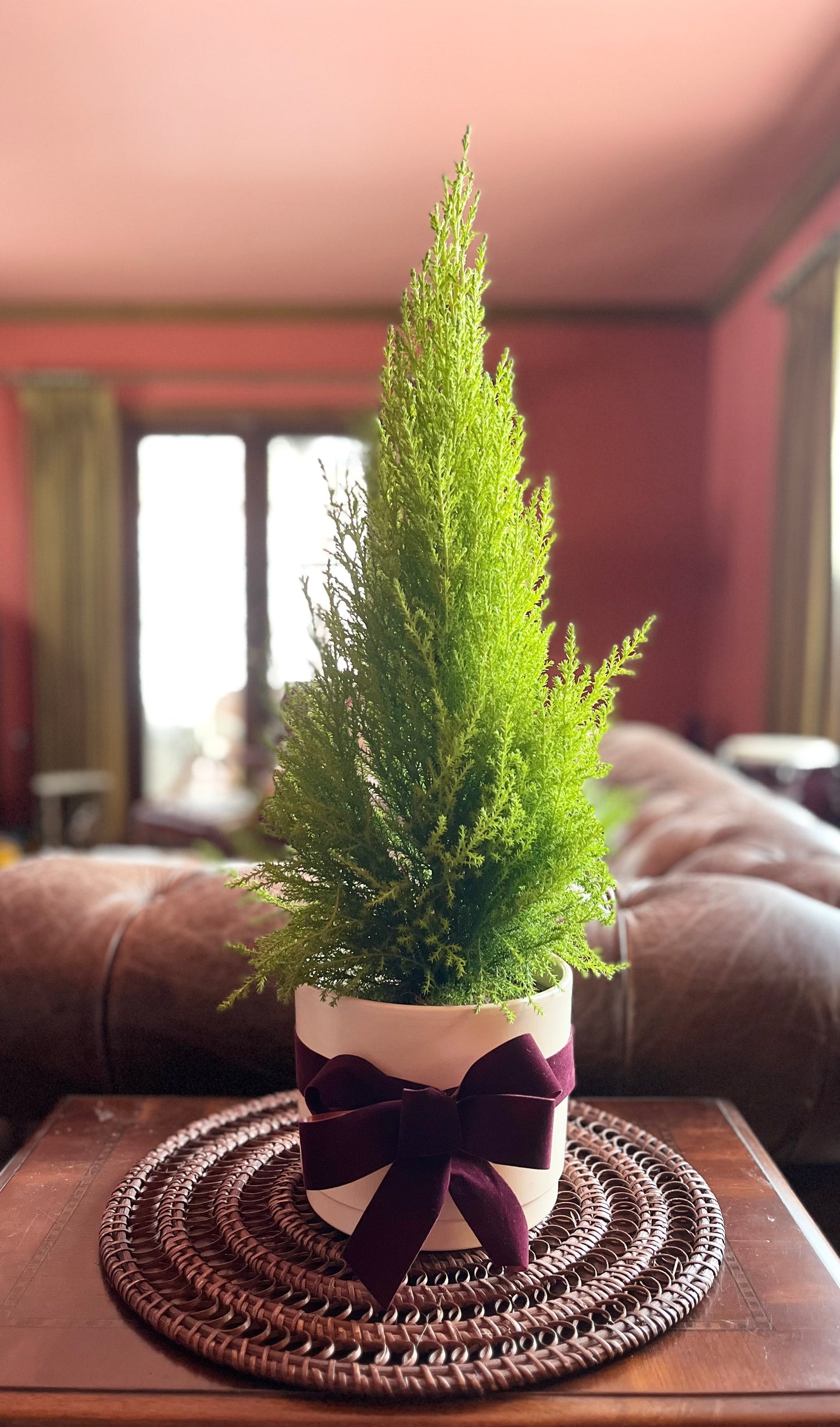 Lemon Cypress Plant - Off-White Creme Pot