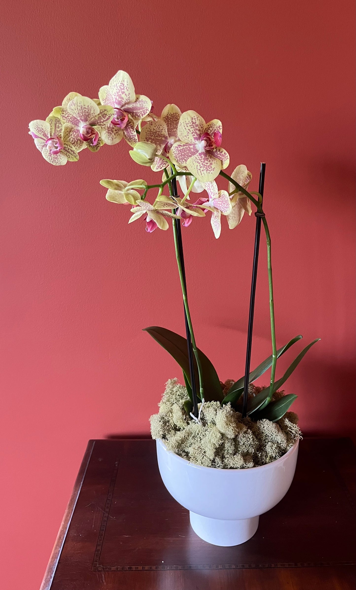 Potted Orchid