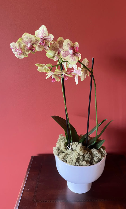 Potted Orchid