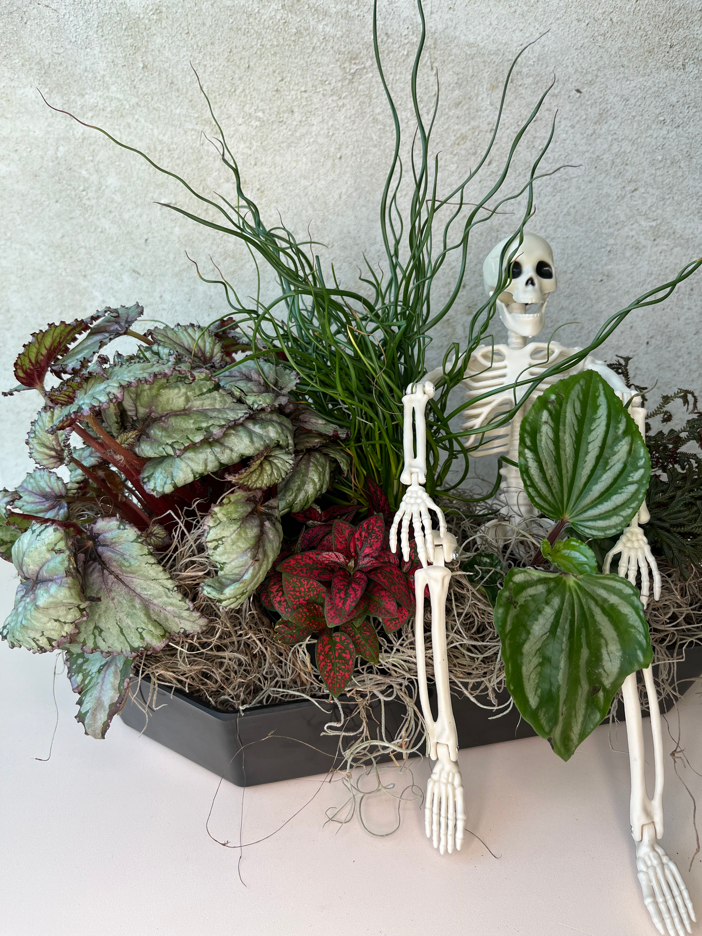 Skelly Planter