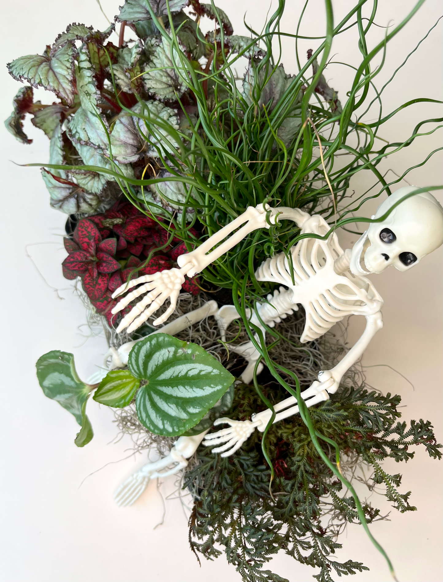 Skelly Planter