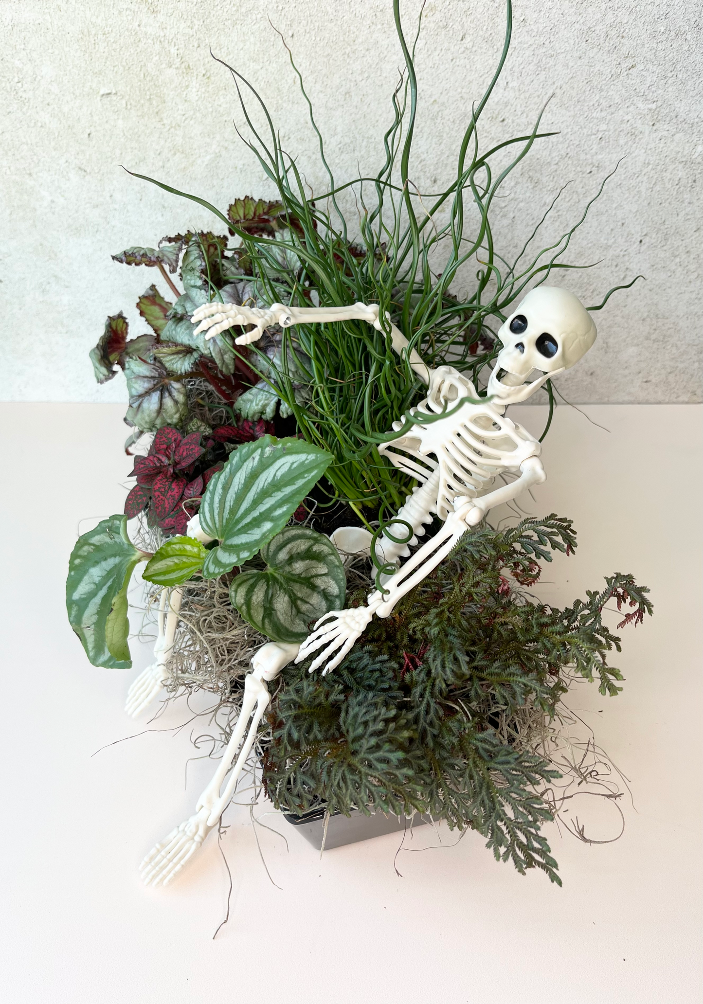 Skelly Planter