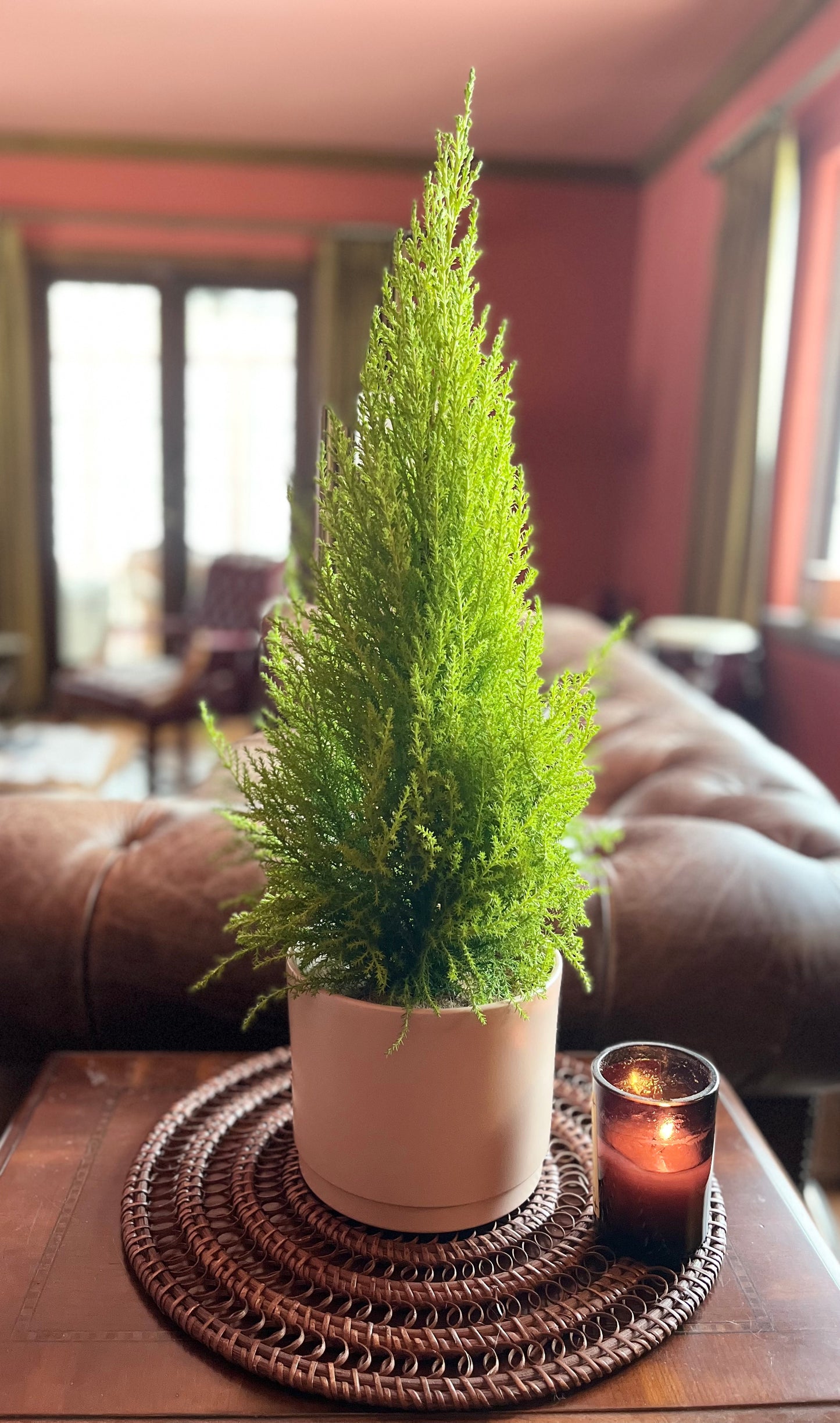 Lemon Cypress Plant - Blush Pot